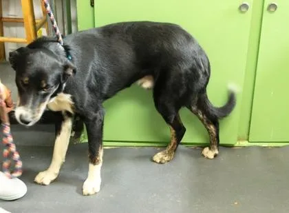 A young large-sized male Border Collie dog named Dallas for adoption in Picayune, MS
