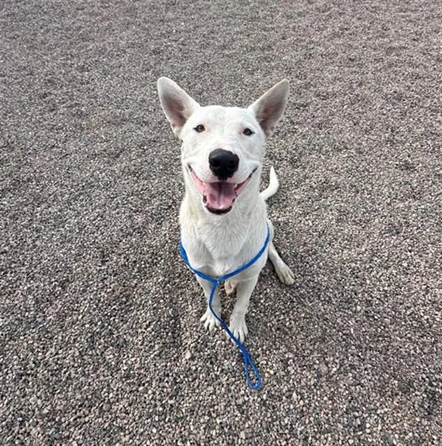 A young large-sized male Pit Bull Terrier dog named Patagonia for adoption in Mesa, AZ