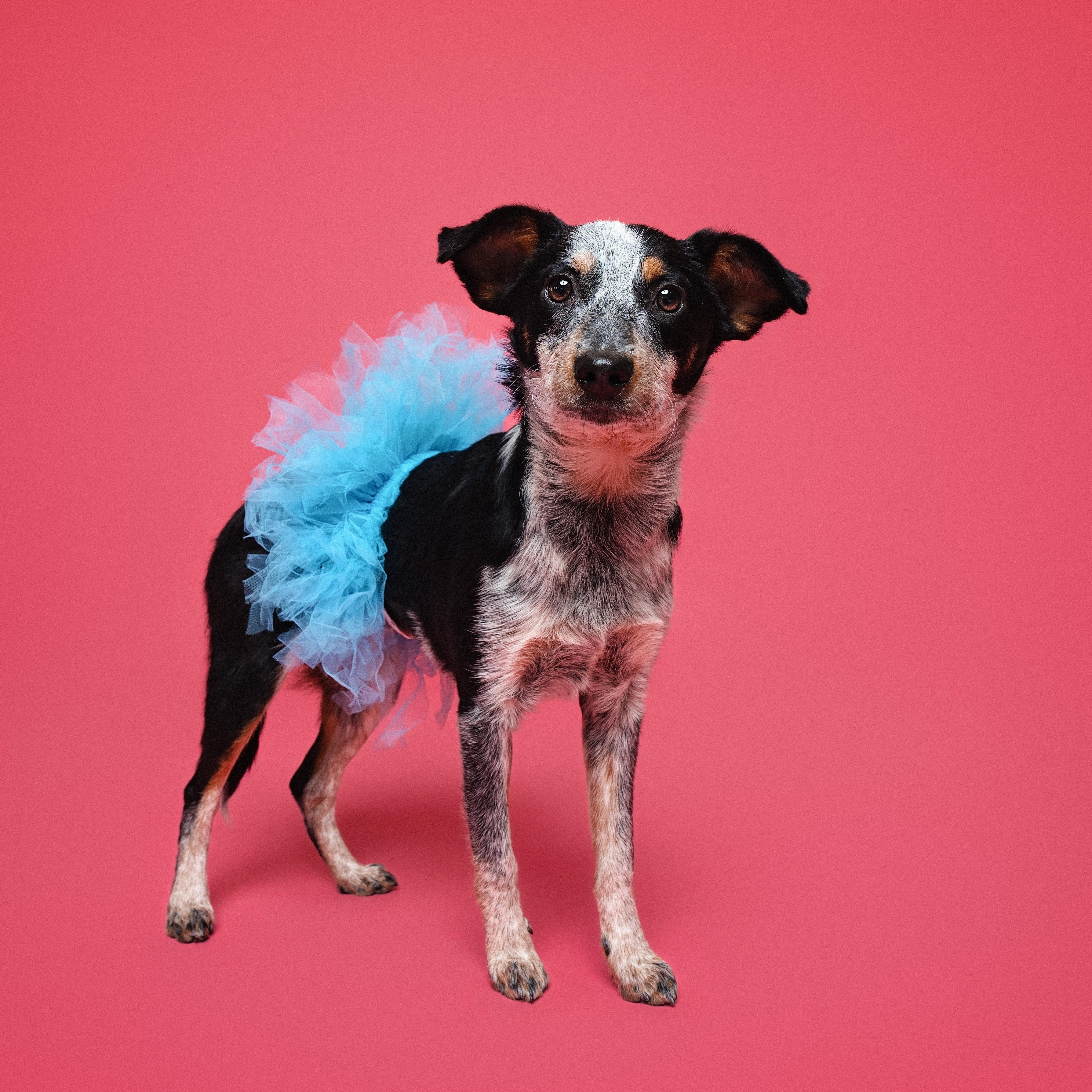 A baby small-sized female Australian Cattle Dog / Blue Heeler dog named Lily for adoption in Houston, TX