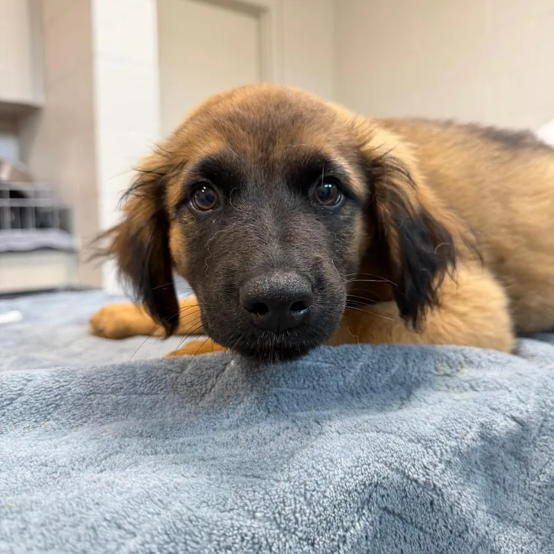 A baby medium-sized male Yellow / Tan / Blond / Fawn Mixed Breed dog named Dandy for adoption in Englewood, FL