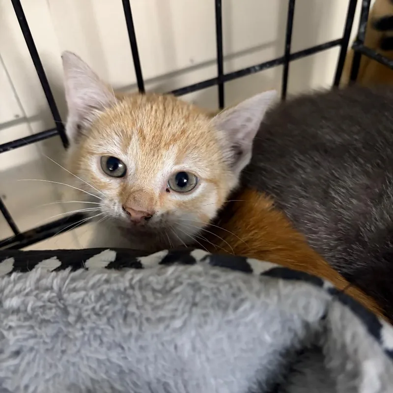 A baby small-sized female Orange / Red Domestic Short Hair cat named Sunny for adoption in West Point, MS