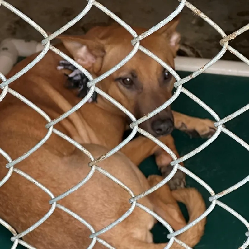 An adult medium-sized female Pit Bull Terrier dog named Rocklynn for adoption in Coos Bay, OR