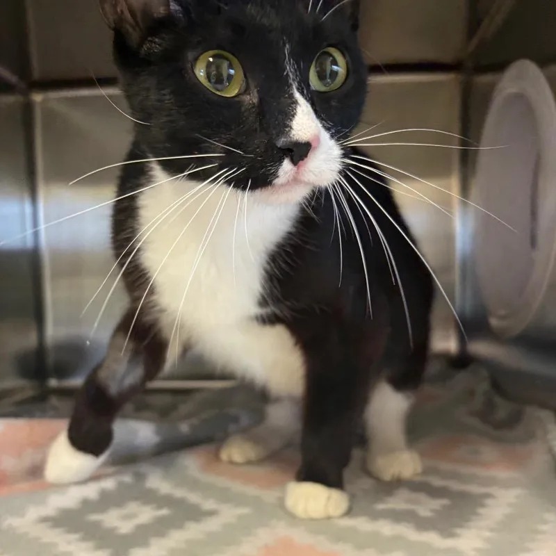 An adult medium-sized female Domestic Short Hair cat named Isabel for adoption in Knoxville, TN