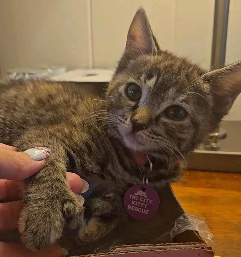 A baby medium-sized female Tabby (Gray / Blue / Silver) Extra-Toes Cat / Hemingway Polydactyl cat named Donna for adoption in Pasco, WA