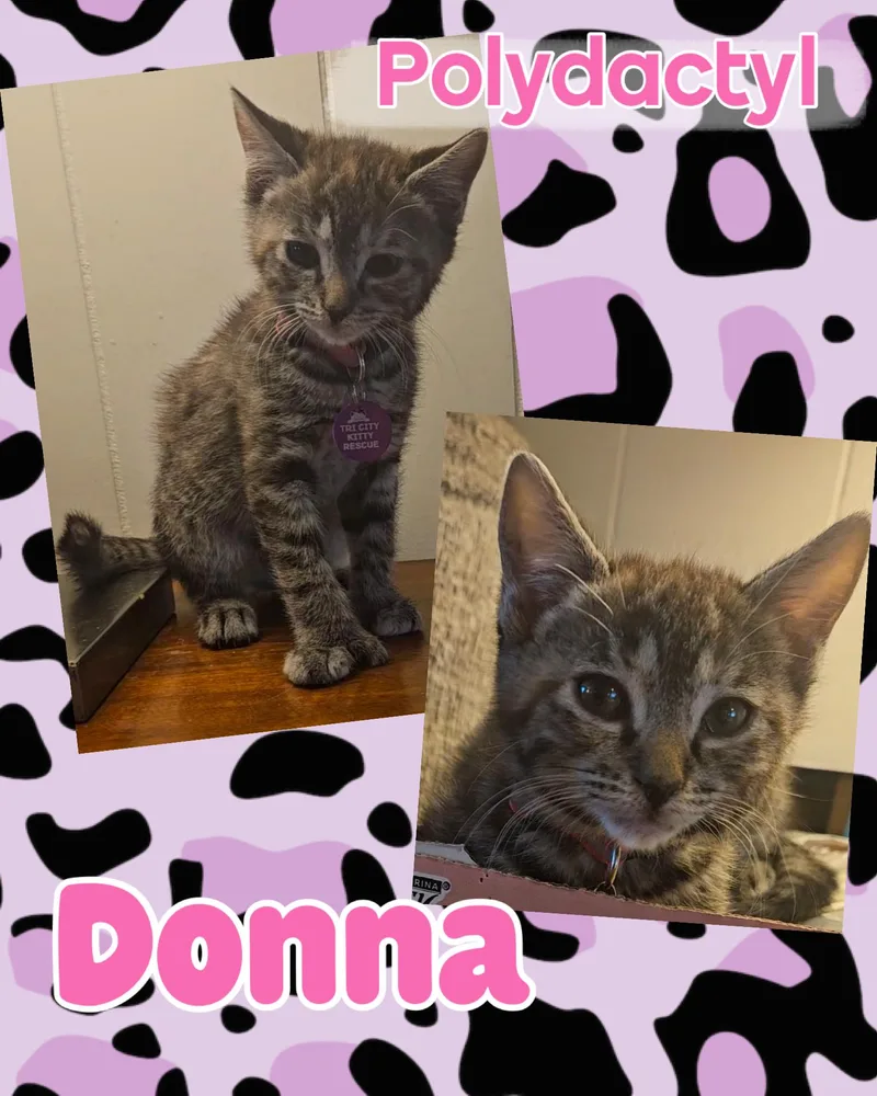 Donna thumbnail 5