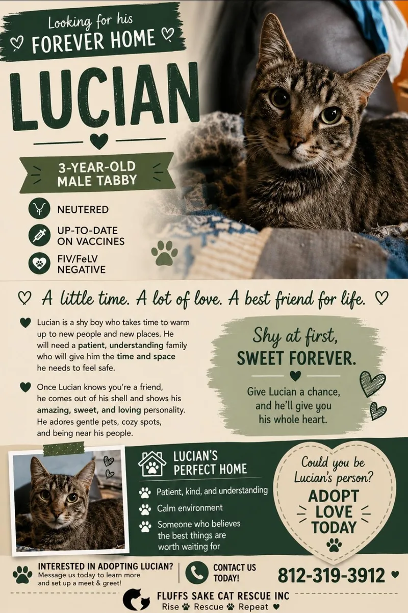 An adult medium-sized male Tabby (Gray / Blue / Silver) Domestic Short Hair cat named Lucian for adoption in Central City, KY