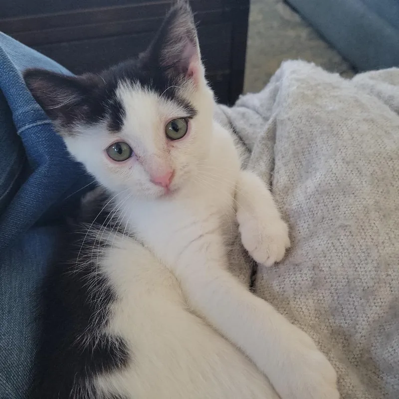 A baby small-sized male Black Domestic Short Hair cat named Panda for adoption in Chesapeake, VA