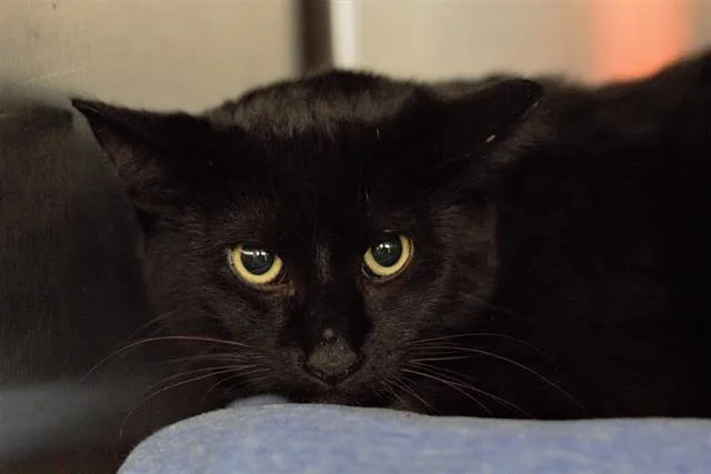 An adult large-sized male Domestic Short Hair cat named Burger for adoption in Van Nuys, CA