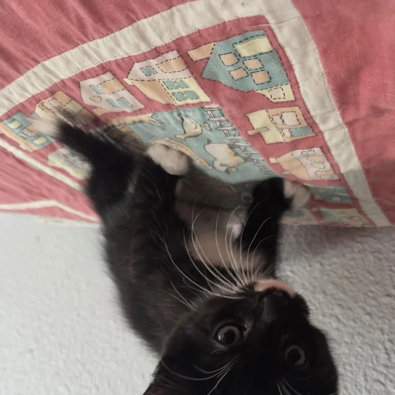 A baby small-sized male Black & White / Tuxedo Domestic Medium Hair cat named Max for adoption in Indianapolis, IN