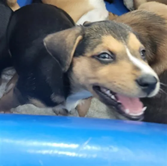A baby medium-sized female Mixed Breed dog named Pumpkin for adoption in Dallas, TX