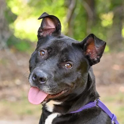 An adult large-sized female Mixed Breed dog named Katerina for adoption in Chamblee, GA
