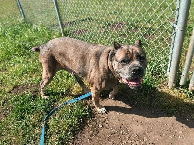An adult large-sized female Mastiff dog named Xena for adoption in McKinleyville, CA