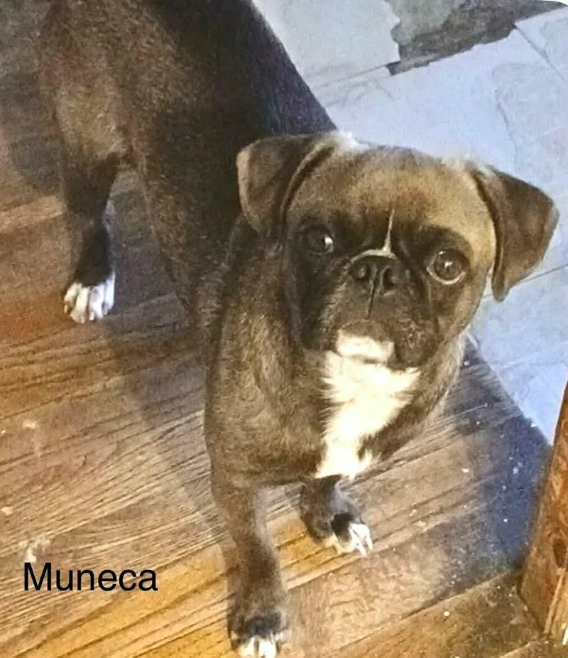 A young small-sized female Pug dog named Muneca for adoption in Windsor, CO