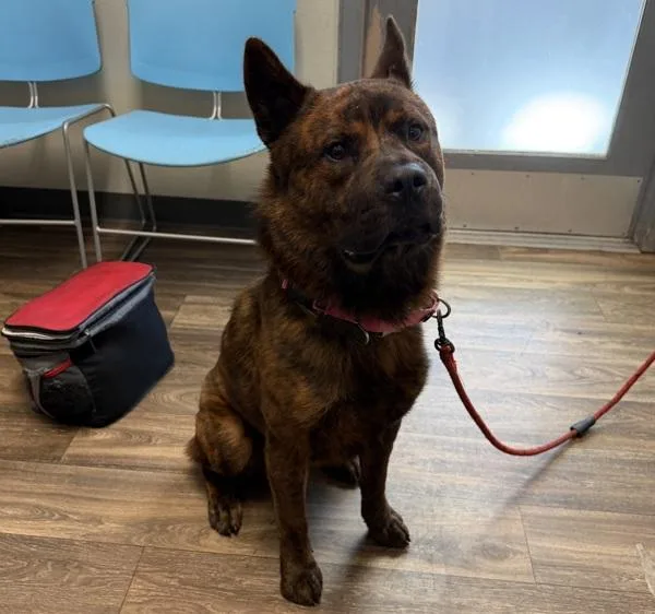 Pumba