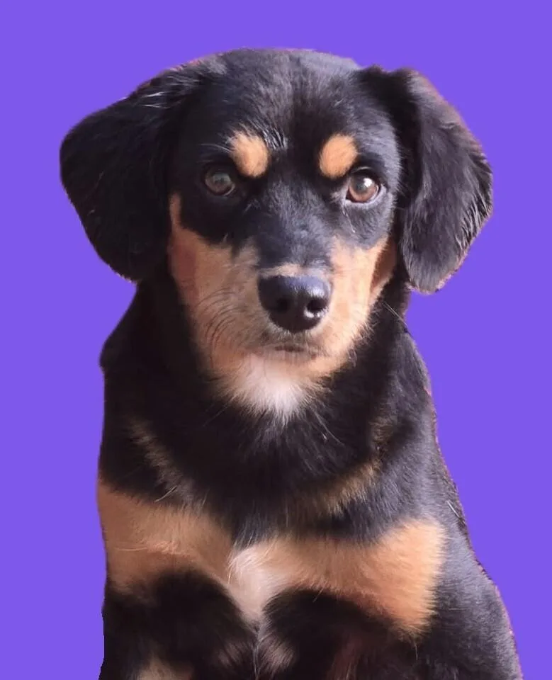 A baby large-sized female Brown / Chocolate Mixed Breed dog named Reese for adoption in Acworth, GA
