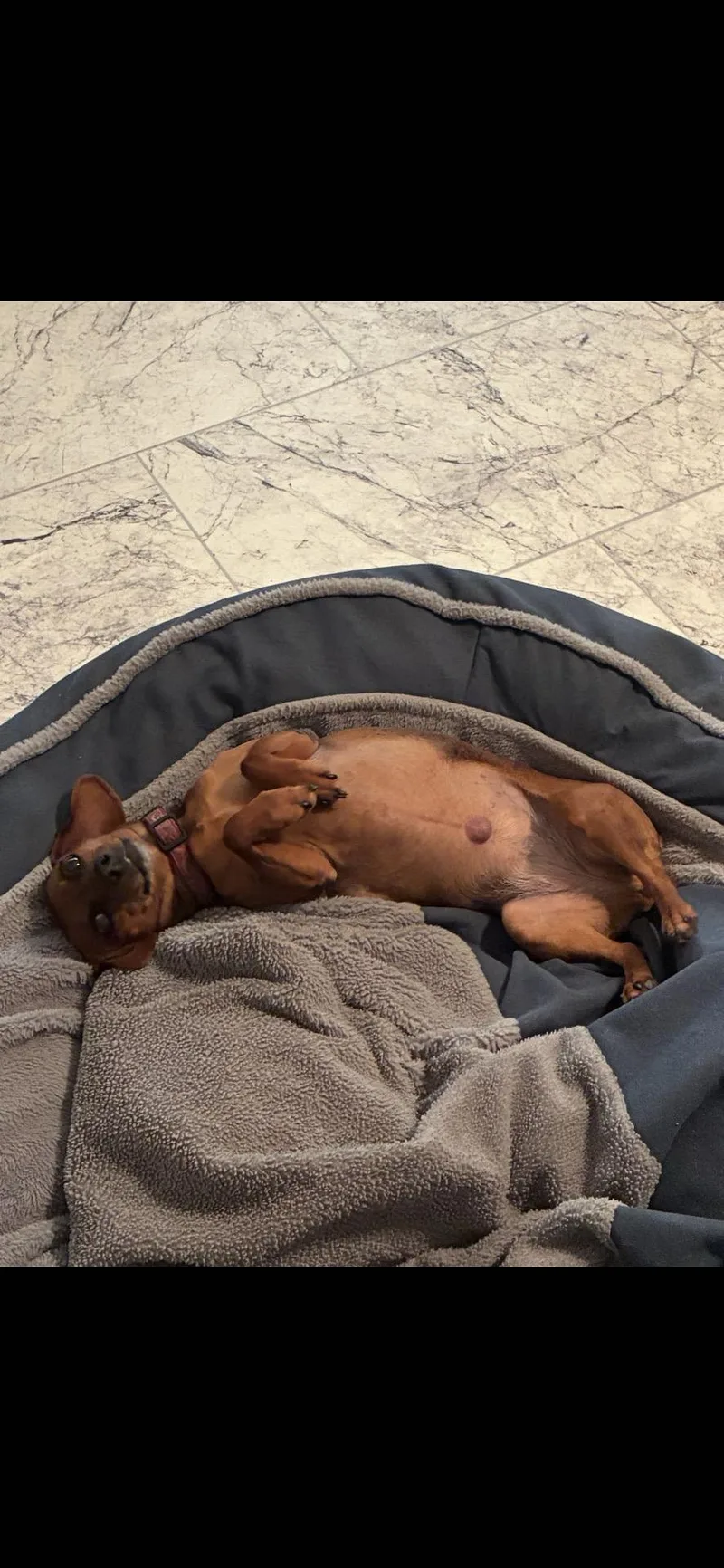 An adult small-sized female Red / Chestnut / Orange Miniature Dachshund dog named Cleo for adoption in Broken Arrow, OK