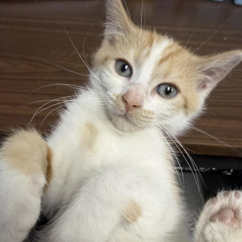 A baby small-sized male Orange / Red Domestic Short Hair cat named P&P: Pumpkin for adoption in Falls Church, VA