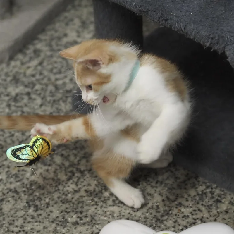 P&P: Pumpkin thumbnail 2