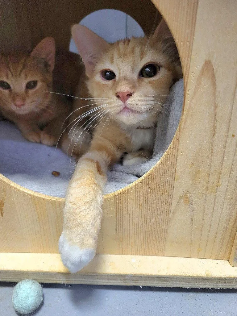 A baby small-sized male Orange & White Domestic Medium Hair cat named Buzz for adoption in Ellijay, GA
