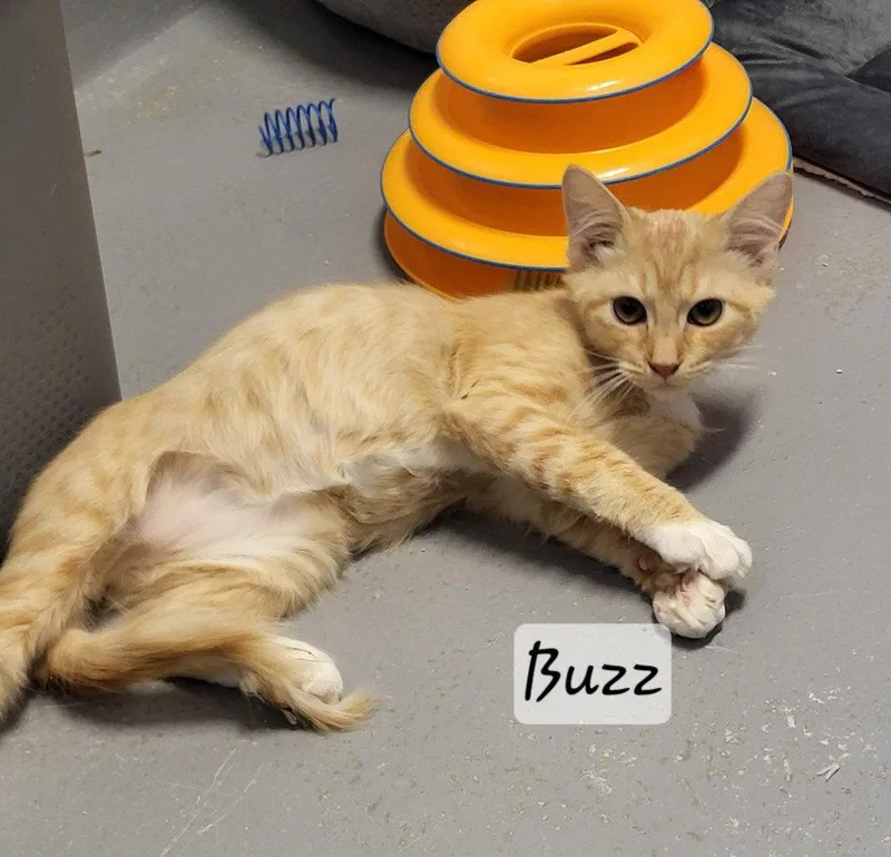 Buzz thumbnail 2