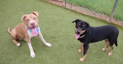 A young large-sized male Mixed Breed dog named Chop for adoption in Athens, GA