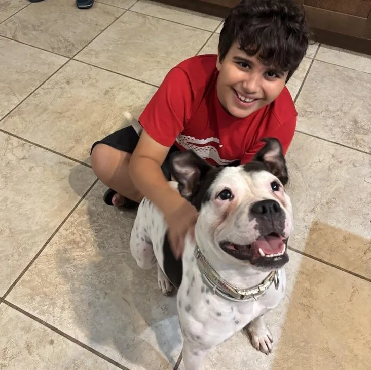An adult medium-sized female American Bulldog dog named Dixie for adoption in Grand Rapids, MI
