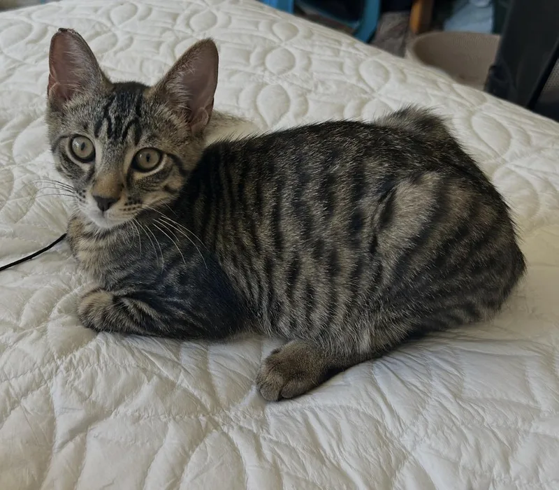 A baby medium-sized male Domestic Short Hair cat named Mohammed Ali for adoption in Lincoln, CA