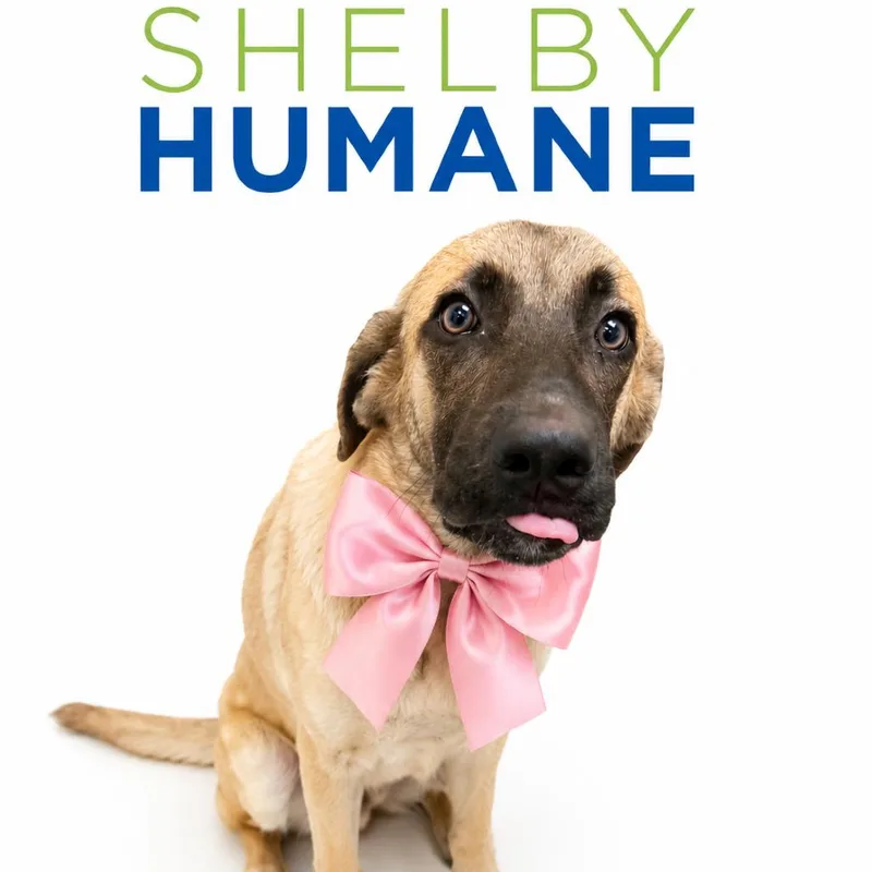 A baby medium-sized female Brown / Chocolate Mixed Breed dog named Lilly for adoption in Columbiana, AL