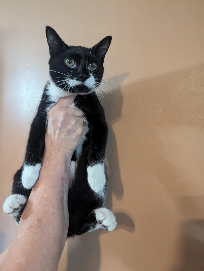 A young medium-sized male Domestic Short Hair cat named Gilligan for adoption in East Hartford , CT