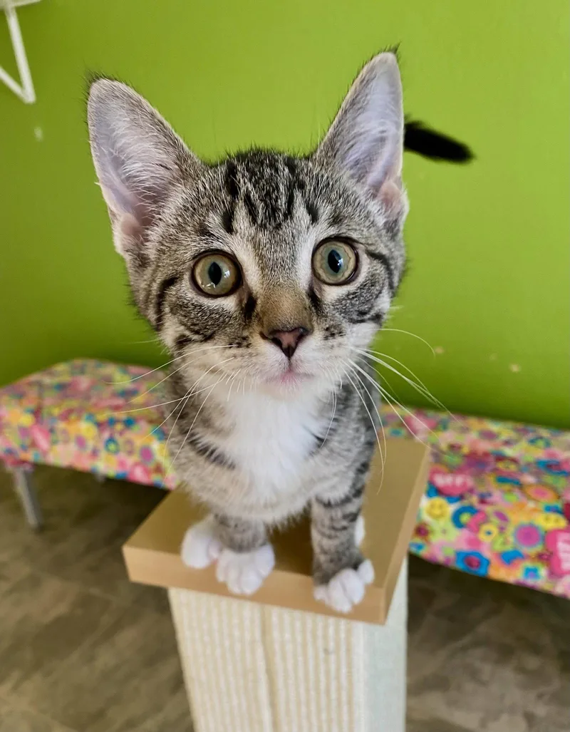 A young medium-sized male Domestic Short Hair cat named Spark for adoption in Fargo, ND