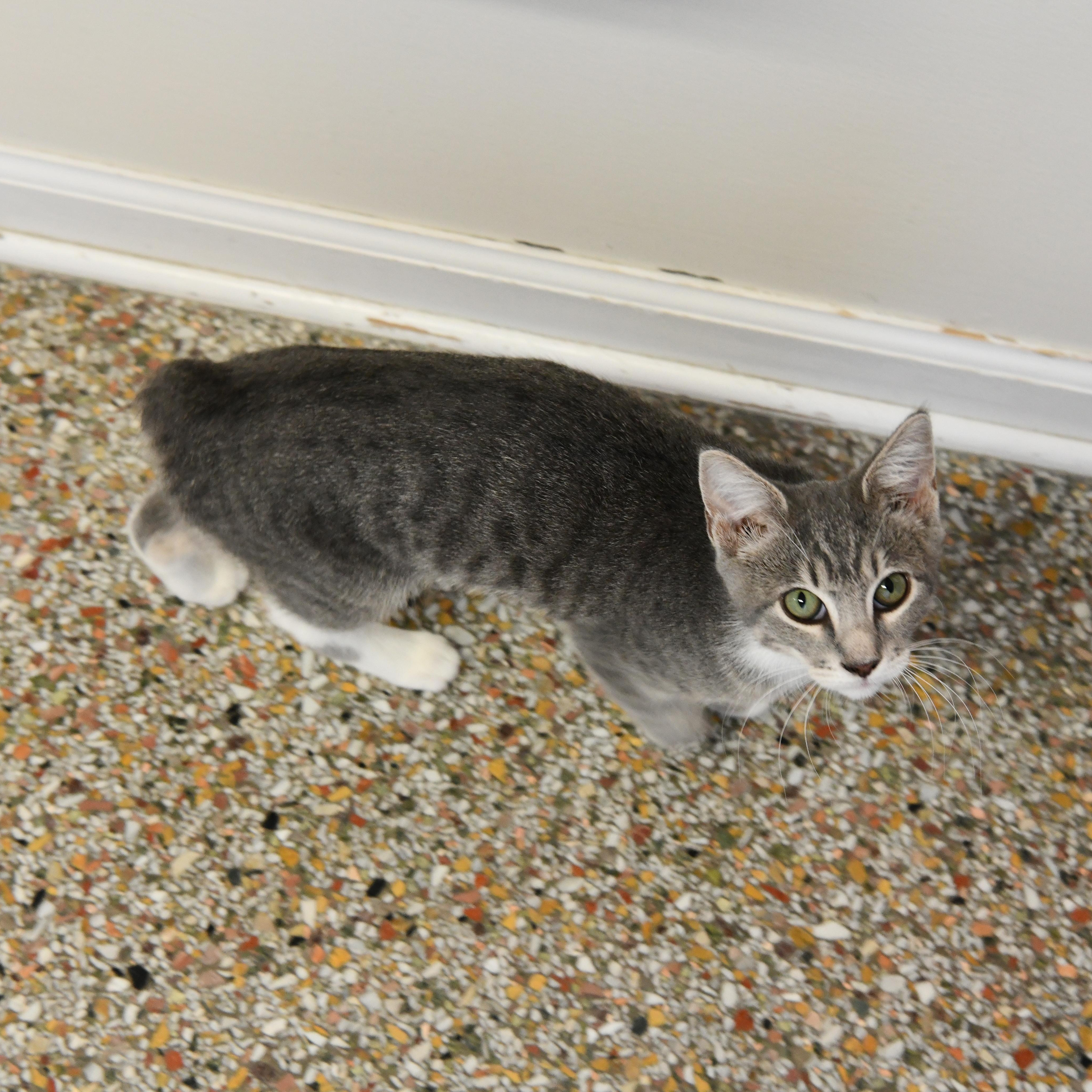 A baby medium-sized male Tabby (Gray / Blue / Silver) American Bobtail cat named Peanut for adoption in Fairhope, AL
