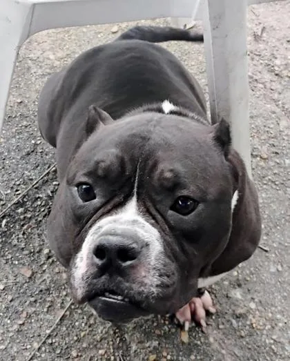 An adult medium-sized female Black American Bulldog dog named Ebony for adoption in Houston, TX