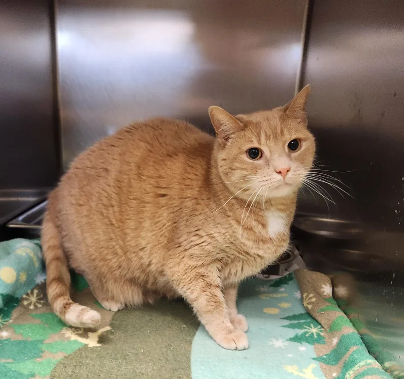 A senior large-sized male Tabby (Buff / Tan / Fawn) Domestic Short Hair cat named Oliver for adoption in Clayton, NJ