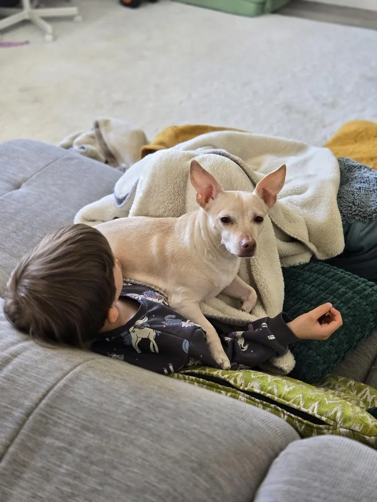 An adult small-sized female White / Cream Chihuahua dog named Nova for adoption in Plymouth, MI