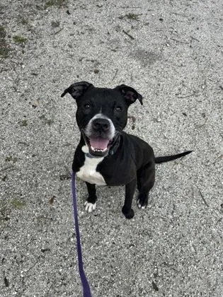 An adult large-sized male Mixed Breed dog named Scout for adoption in Vero Beach, FL