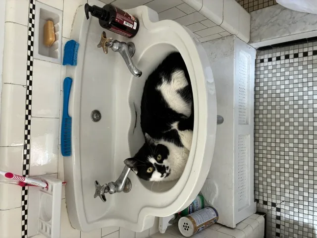 An adult small-sized female Black Domestic Short Hair cat named Ying Yang for adoption