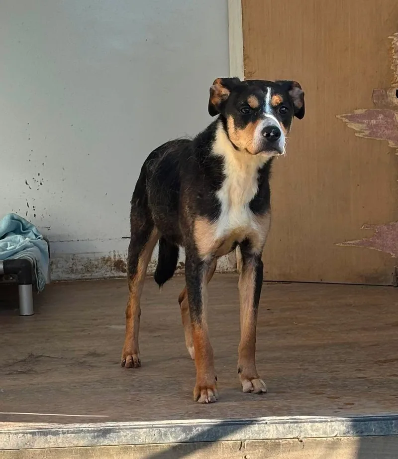 A young medium-sized male Tricolor Mixed Breed dog named Thor for adoption in Heuvelton, NY