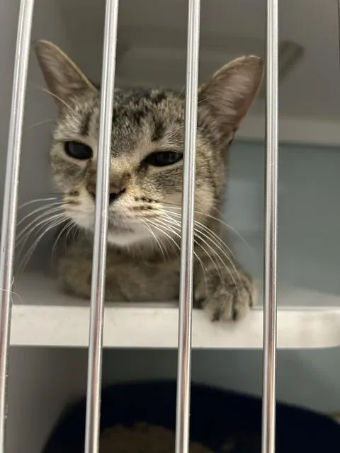 An adult medium-sized female Domestic Short Hair cat named Celia for adoption in Muskegon, MI