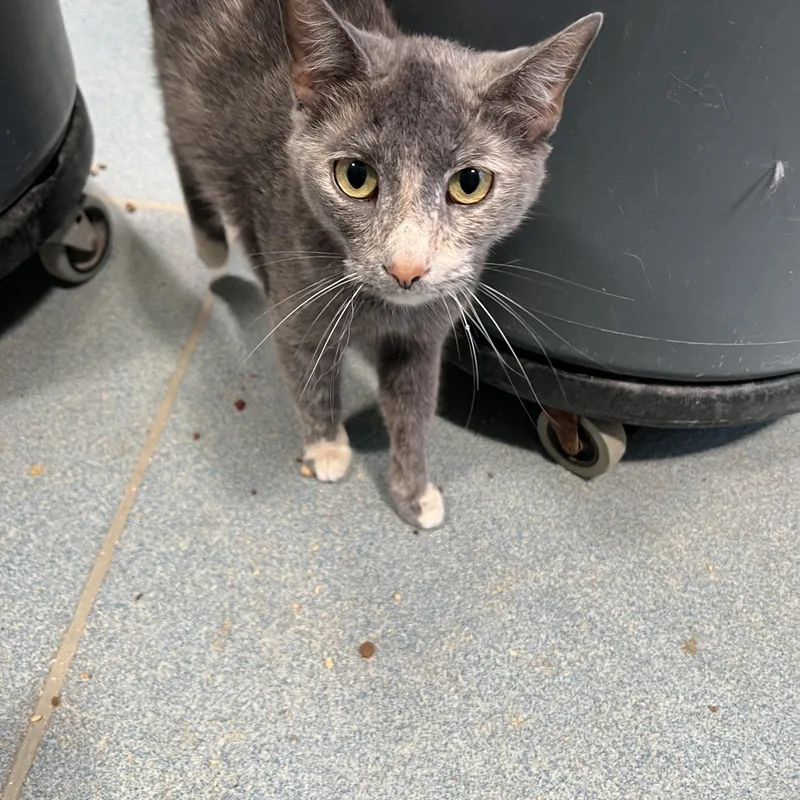 A young medium-sized female Dilute Tortoiseshell Domestic Short Hair cat named Venus for adoption in Berryville, VA