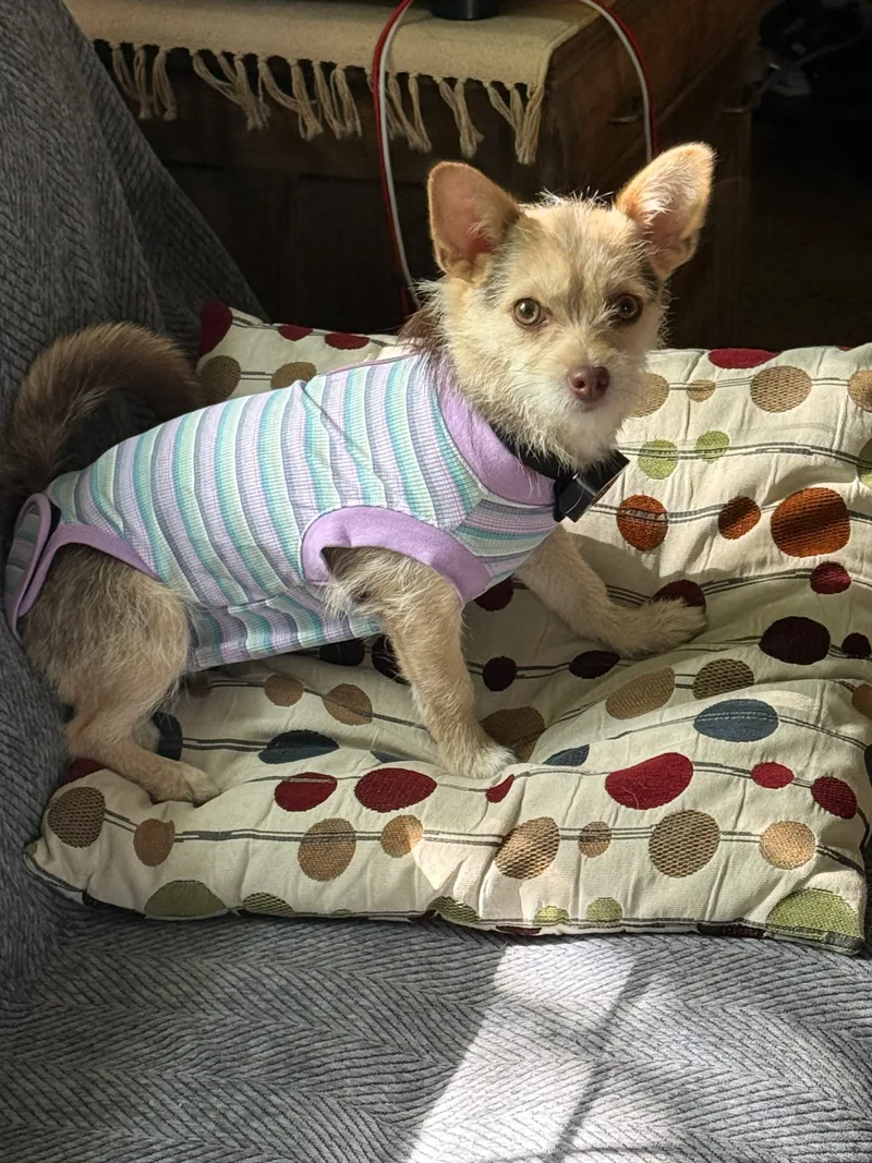 A young small-sized female light brown Cairn Terrier dog named Mazie for adoption