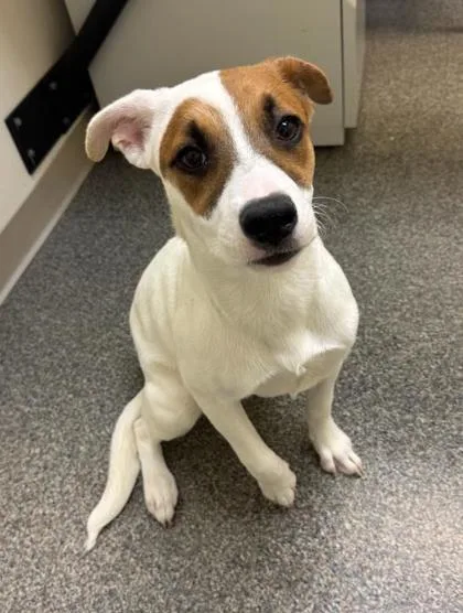 A young medium-sized female White / Cream Mixed Breed dog named Gretchen for adoption in Hamilton, OH
