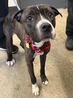 A young medium-sized female Brown / Chocolate Terrier dog named Star for adoption in Cleveland, OH