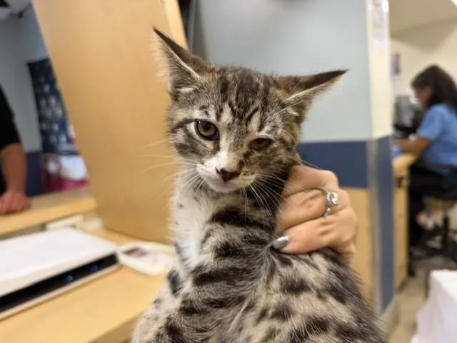 A baby small-sized male Domestic Short Hair cat named Coco for adoption in Miami, FL