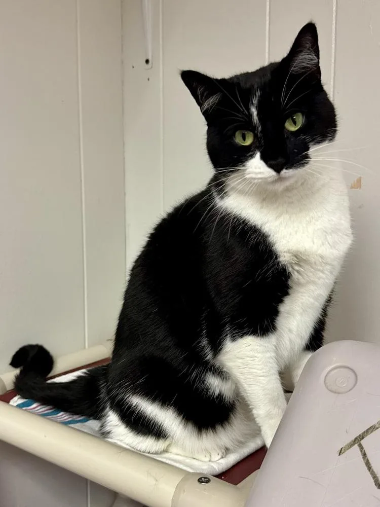 An adult medium-sized female Black & White / Tuxedo Domestic Short Hair cat named Oreo for adoption in Papillion, NE