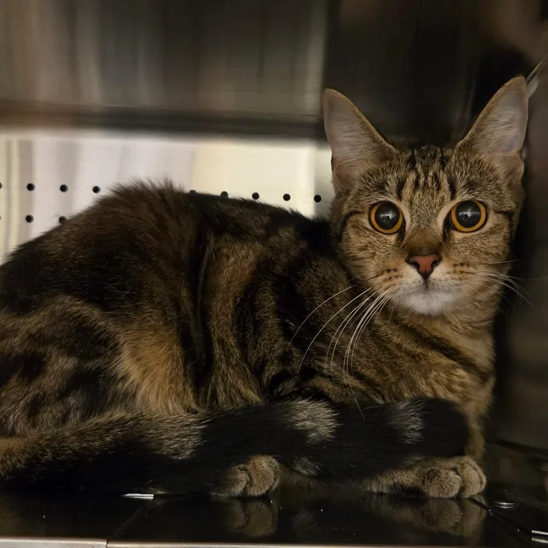 An adult medium-sized female Brown / Chocolate Domestic Short Hair cat named Ana for adoption in Asheville, NC