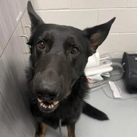 An adult large-sized male Black German Shepherd Dog dog named Walle for adoption in Rocky Mount, VA