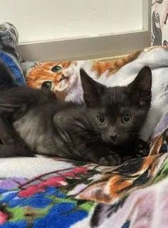 A baby small-sized female Black Domestic Short Hair cat named Candice for adoption in Parlier, CA