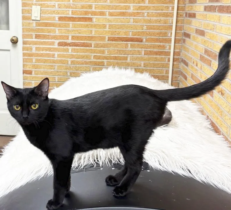 Posh Spice thumbnail 2