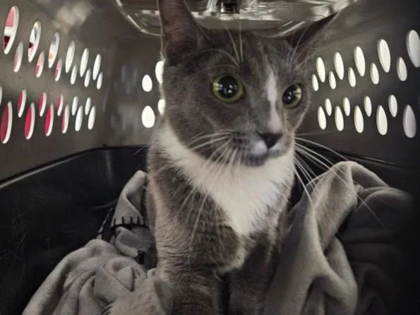 A young large-sized female Domestic Short Hair cat named Jackie Oh for adoption in Van Nuys, CA