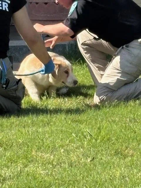 Buddy